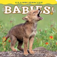 Grand Canyon Babies! (Babies! Animal)