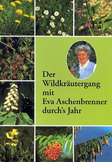 Der Wildkräutergang mit Eva Aschenbrenner durch's Jahr von Aschenbrenner, Eva | Buch | Zustand sehr gut