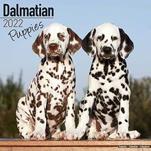 Dalmatian Puppies – Dalmatiner Welpen 2022 – 16-Monatskalender: Original Avonside-Kalender [Mehrsprachig] [Kalender] (Wall-Kalender)