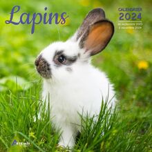 Lapins : calendrier 2024 : de septembre 2023 à décembre 2024