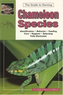 The Guide to Owning Chameleon Species