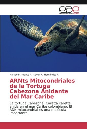 ARNts Mitocondriales de la Tortuga Cabezona Anidante del Mar Caribe: La tortuga Cabezona, Caretta caretta anida en el mar Caribe colombiano. El ADN mitocondrial es una molécula importante