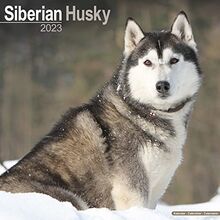 Siberian Husky - Sibirische Huskys 2023 - 16-Monatskalender: Original Avonside-Kalender [Mehrsprachig] [Kalender]