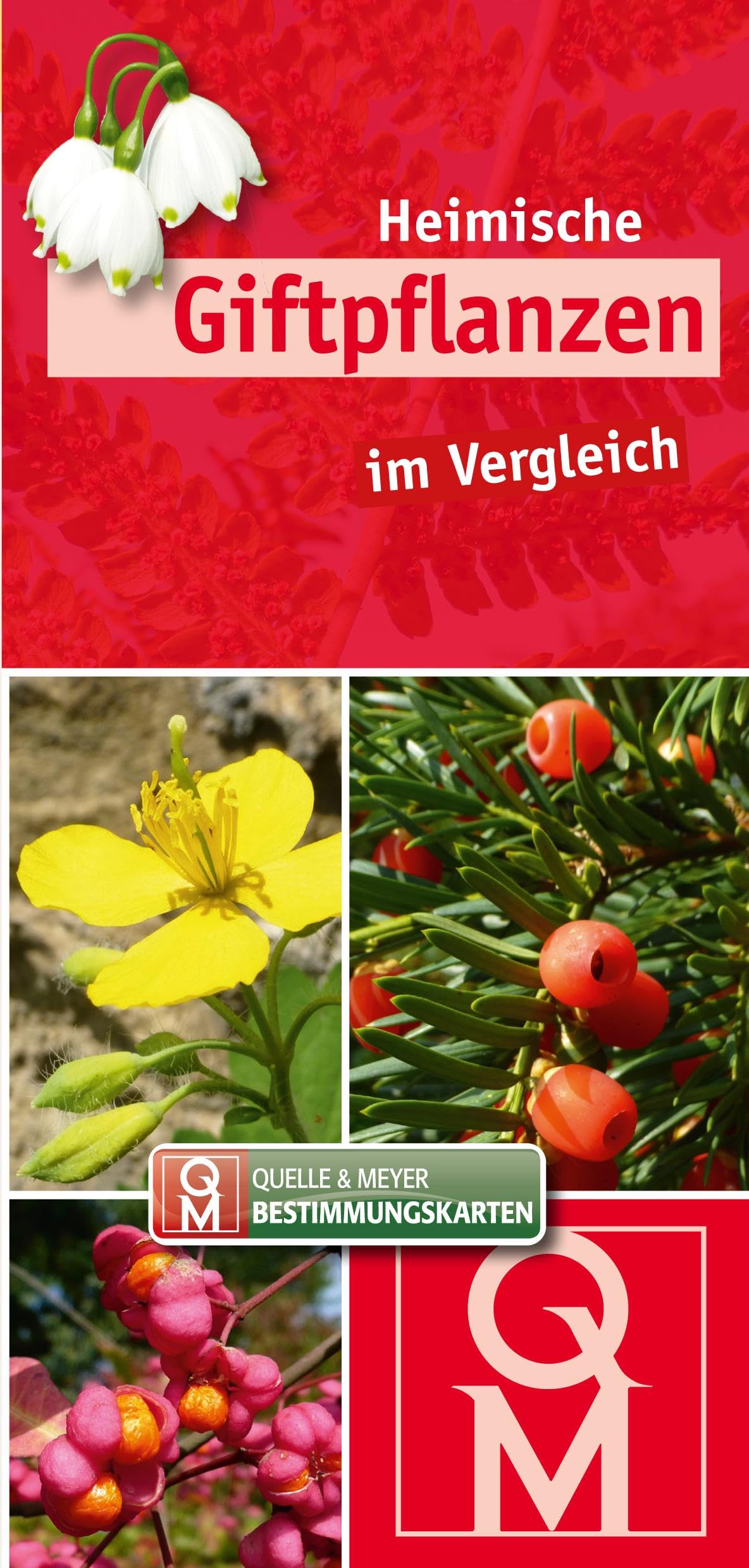 Heimische Giftpflanzen im Vergleich (Quelle & Meyer Bestimmungskarten)