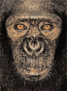 James Mollison: James & Other Apes