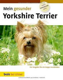 Mein gesunder Yorkshire Terrier