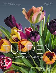 Tulpen: 50 Sorten im Porträt