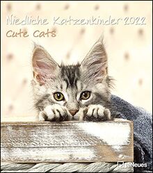 Niedliche Katzenkinder 2022 - Wand-Kalender - Tier-Kalender - 30x34: Cute Cats