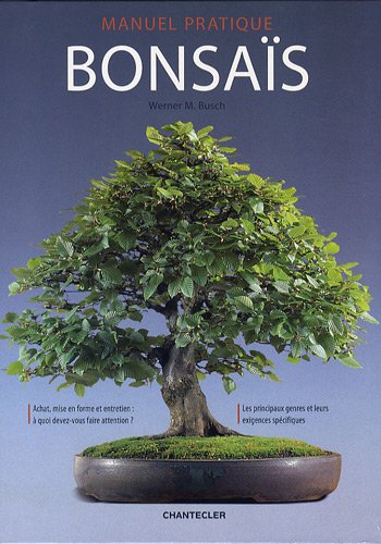 bonsai baum ableger Chinesische Feige 'Ficus Ginseng Bonsai'