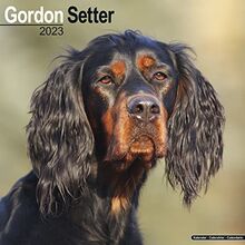 Gordon Setter 2023 - 16-Monatskalender: Original Avonside-Kalender [Mehrsprachig] [Kalender] (Wall-Kalender)