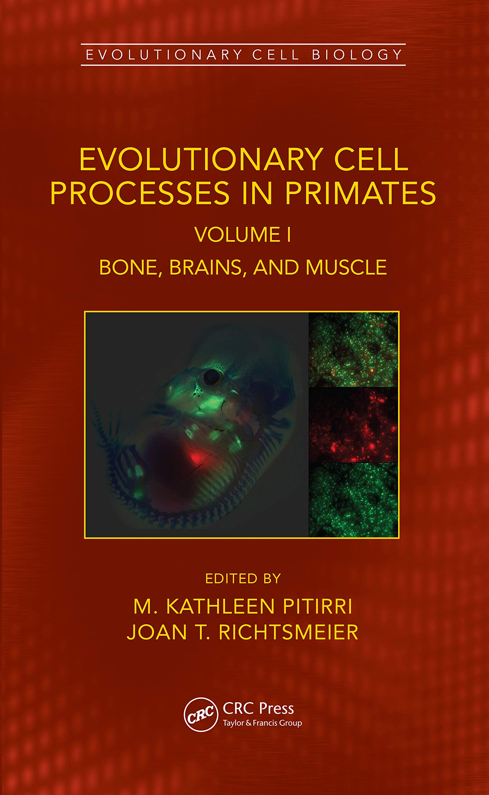 Evolutionary Cell Processes in Primates: Bone, Brains, and Muscle, Volume I (Evolutionary Cell Biology, Band 1)