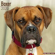 Boxer Calendar 2020