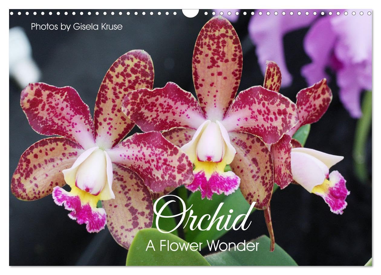Orchid - A Flower Wonder (Wall Calendar 2026 DIN A3 landscape), CALVENDO 12 Month Wall Calendar: Fascinating flowers with immense variety