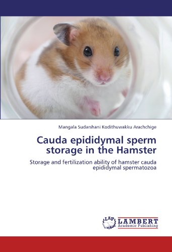 Cauda epididymal sperm storage in the Hamster: Storage and fertilization ability of hamster cauda epididymal spermatozoa
