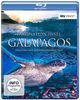 Faszination Insel - Galapagos (SKY VISION) [Blu-ray]