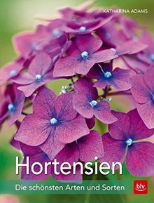 Hortensien: Die schönsten Arten und Sorten