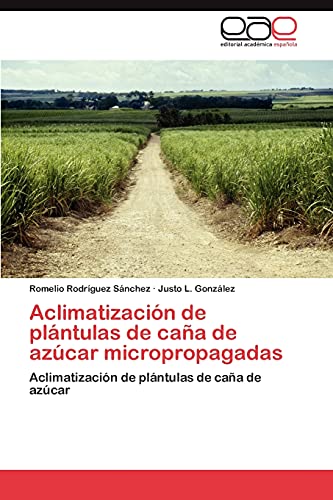 Aclimatización de plántulas de caña de azúcar micropropagadas: Aclimatización de plántulas de caña de azúcar
