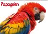 Papageien (Wandkalender immerwährend DIN A2 quer)