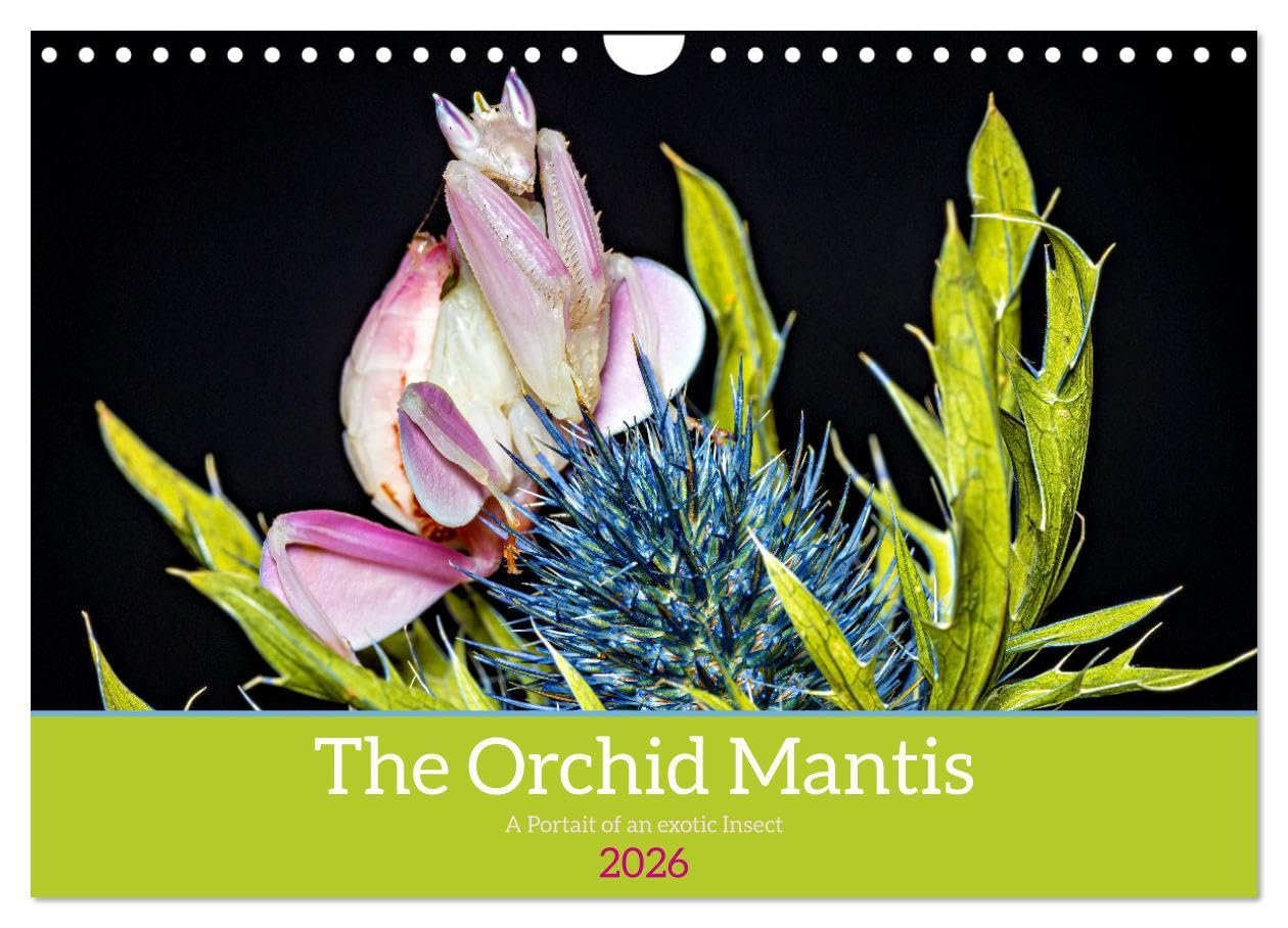 The Orchid Mantis (Wall Calendar 2026 DIN A4 landscape), CALVENDO 12 Month Wall Calendar: The Orchid Mantis a portrait of an exotic insect