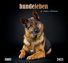 Hundeleben 2023 - DUMONT Wandkalender - mit den wichtigsten Feiertagen - Format 38,0 x 35,5 cm: by Sandra Schürmans