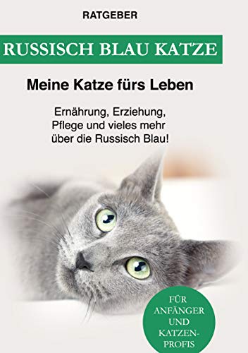 Russisch Blau Katze: Ernährung, Erziehung, Pflege, Charakter und vieles mehr über die Russisch Blau!