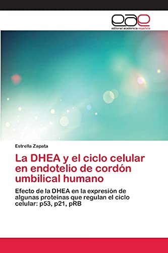 La DHEA y el ciclo celular en endotelio de cordón umbilical humano: Efecto de la DHEA en la expresión de algunas proteínas que regulan el ciclo celular: p53, p21, pRB