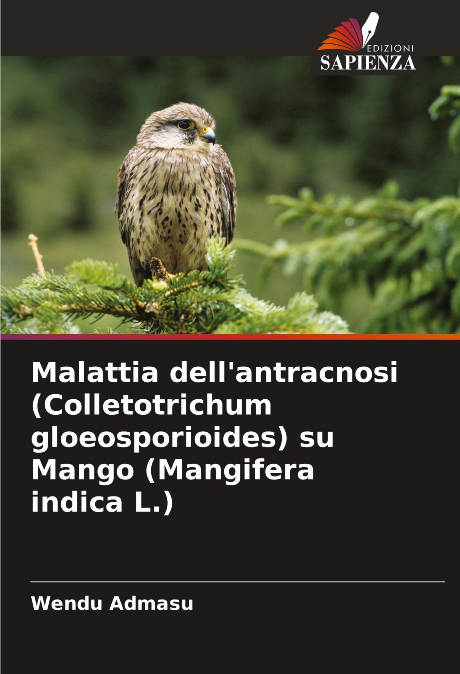 Malattia dell'antracnosi (Colletotrichum gloeosporioides) su Mango (Mangifera indica L.)