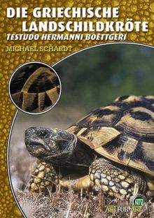 Die Griechische Landschildkröte