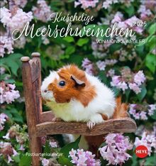 Monika Wegler Calendrier 2025 en forme de cochon d'Inde douillet, petit calendrier avec portraits des adorables rongeurs. Une nouvelle carte postale du calendrier photo chaque mois (calendrier de