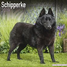 Schipperke Calendar 2019