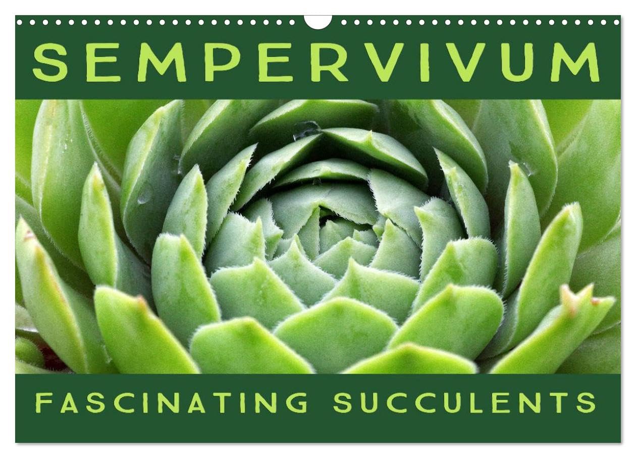 Sempervivum Fascinating Succulents (Wall Calendar 2026 DIN A3 landscape), CALVENDO 12 Month Wall Calendar: Sempervivum, 12 wonderful portraits of the fascinating succulents