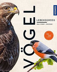 Vögel lebensgroß (Großformat)