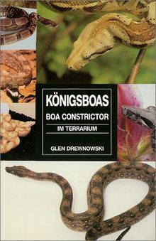 Königsboas ( Boa Constrictor) im Terrarium