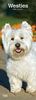 West Highland White Terrier - Westies 2020: Original BrownTrout-Kalender - Slimline [Mehrsprachig] [Kalender] (Slimline-Kalender)