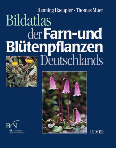 glanzmispel devils dream kaufen Jetzt Glanzmispel 'Devil's Dream' ® online kaufen bei Bohlken  Pflanzenversand – Bohlken Pflanzenversand GbR