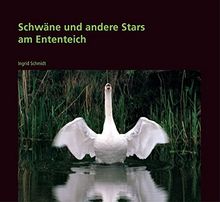 Schwäne und andere Stars am Ententeich: Lustiges und Wissenswertes über unsere Nachbarn im Park