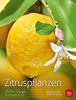 Zitruspflanzen: Zitrone, Orange, Kumquat & Co.