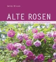 Alte Rosen