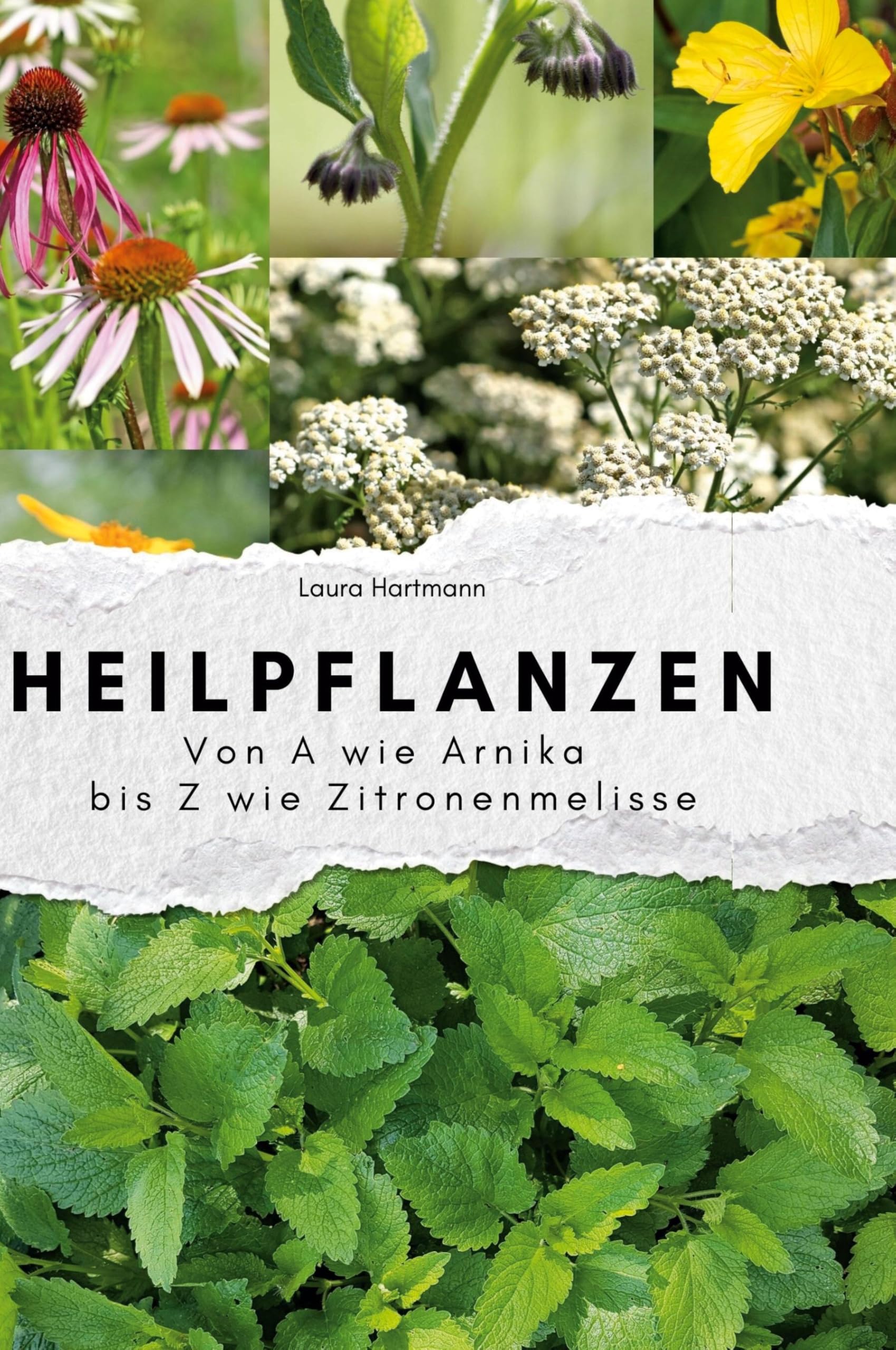 Heilpflanzen: Von A wie Arnika bis Z wie Zitronenmelisse