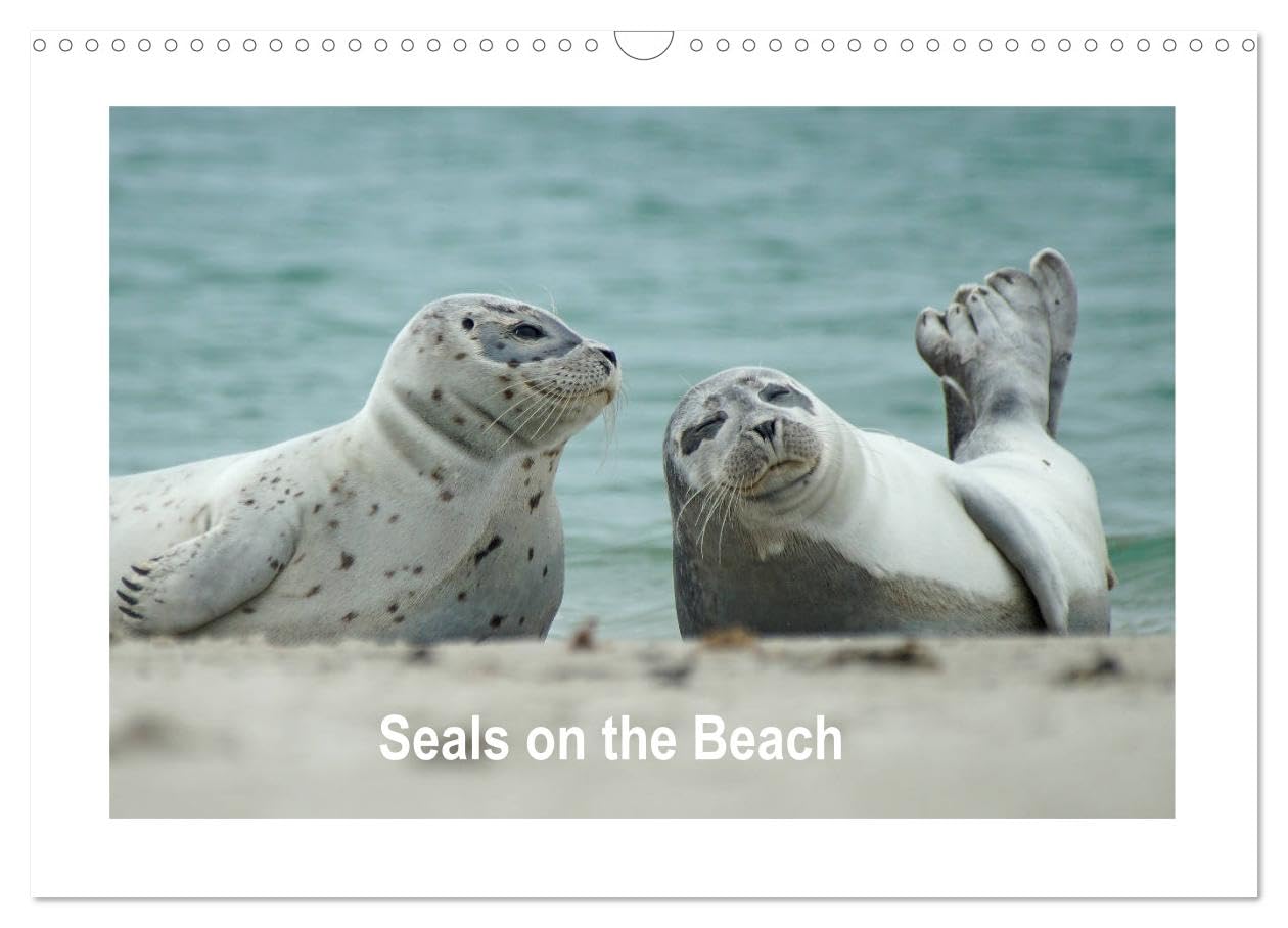 Seals on the Beach (Wall Calendar 2026 DIN A3 landscape), CALVENDO 12 Month Wall Calendar: Seals on the beach of the North Sea on Heligoland