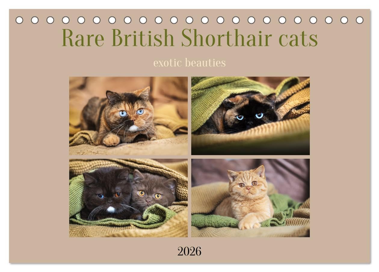 Rare British Shorthair cats (Desk Calendar 2026 DIN A5 landscape), CALVENDO 12 Month DeskCalendar: Exclusive BKH cats in rare colors with special eyes