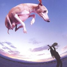 Flying Dog