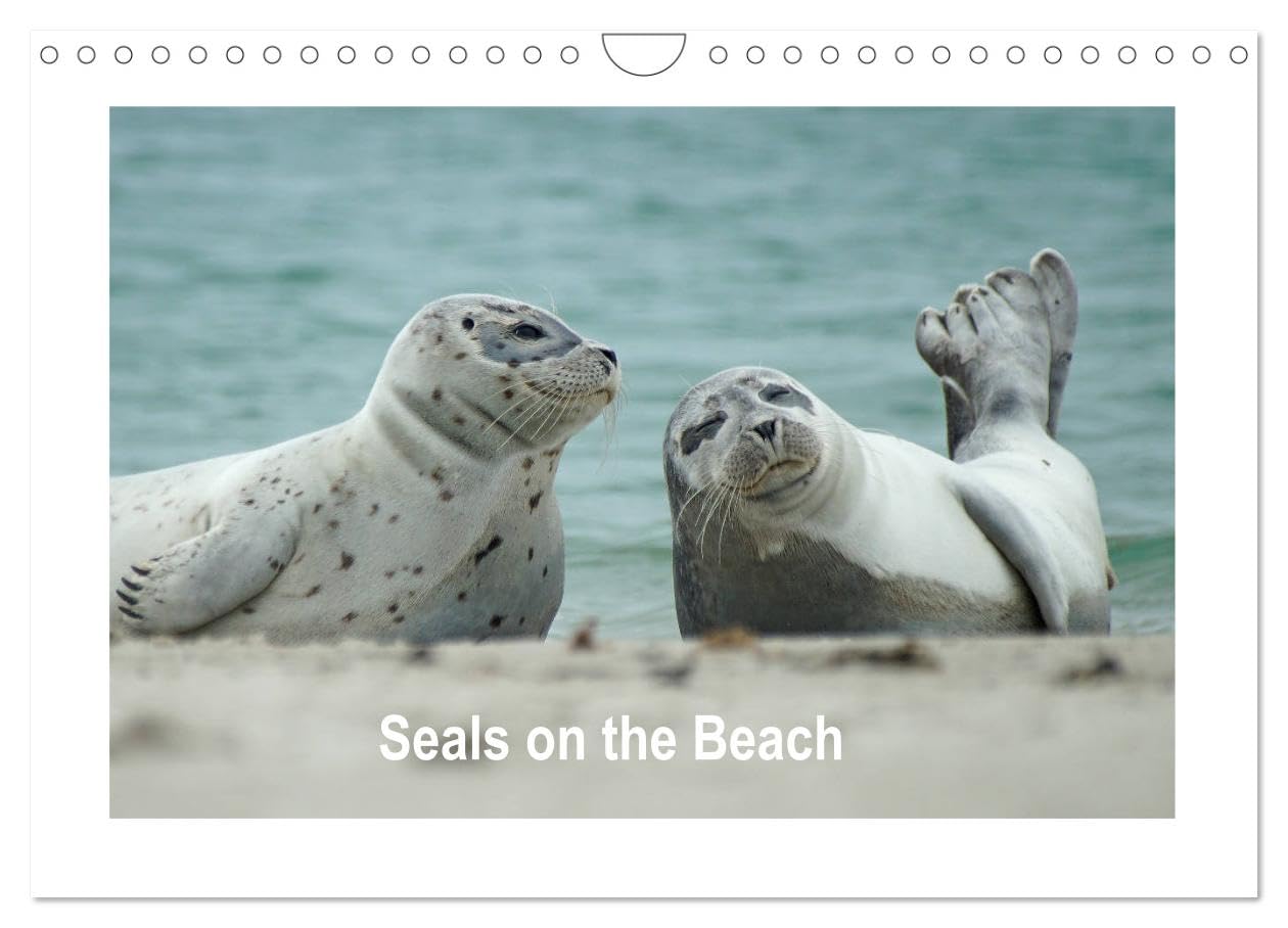Seals on the Beach (Wall Calendar 2026 DIN A4 landscape), CALVENDO 12 Month Wall Calendar: Seals on the beach of the North Sea on Heligoland