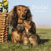 Dackel 2023: Broschürenkalender mit Ferienterminen. Hunde-Kalender. 30 x 30 cm