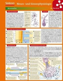 Lerntafel: Neuro- und Sinnesphysiologie im Überblick (Lerntafeln Biologie)