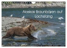 Grizzlybären im Katmai Nationalpark Alaska (Wandkalender 2026 DIN A4 quer), CALVENDO Monatskalender