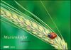 Marienkäfer 2021 ‒ Ladybugs ‒ Tolle Makrofotografie ‒ Wandkalender ‒ Format 42 x 29,7 cm