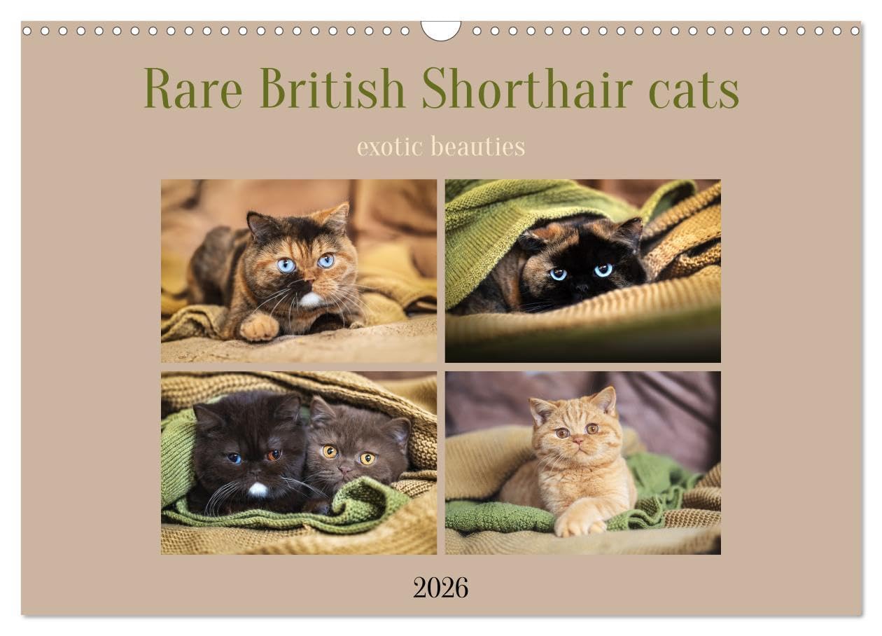 Rare British Shorthair cats (Wall Calendar 2026 DIN A3 landscape), CALVENDO 12 Month Wall Calendar: Exclusive BKH cats in rare colors with special eyes