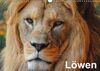 Löwen (Wandkalender immerwährend DIN A3 quer)