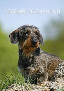 Dackel 2021 - Bild-Kalender 24x34 cm - Dachshunds - Wandkalender - mit Platz für Notizen - Alpha Edition